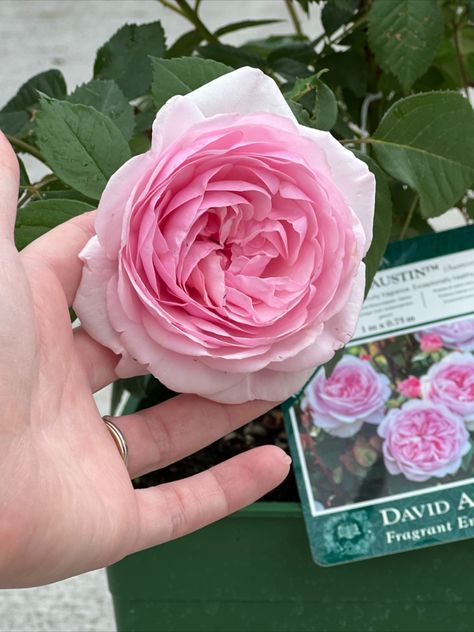 Olivia Austin Rose, David Austin Roses Garden, Olivia Rose Austin, David Austin Rose, Spring Hill Nursery, Florida Landscaping, Food Plot, Austin Rose, Jasmine Flowers