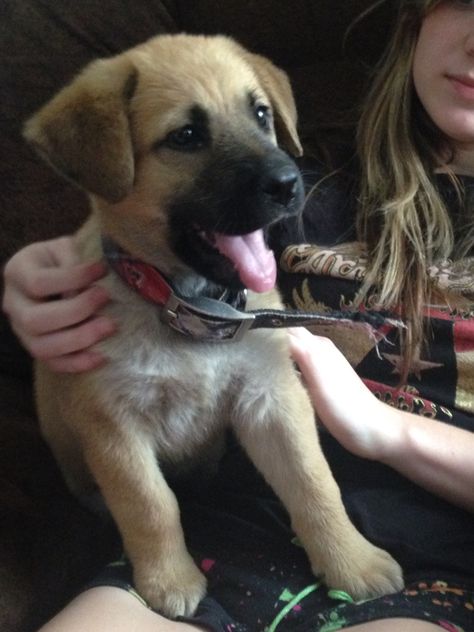 Shiloh the German Shepard lab mix Lab And German Shepard Mix Puppies, German Shepherd Lab Mix Puppy, Lab Puppy Training, Puppies Aesthetic, Mutt Puppies, Shepherd Mix Puppies, Lab Mix Puppies, Shiloh Shepherd, German Shepherd Training