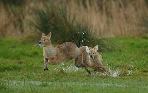 Chinese water deer Chinese Water Deer, Water Deer, Elephant Shrew, Deer Species, Deer Family, Unusual Animals, Weird Animals, Nature Animals, Adorable Animals