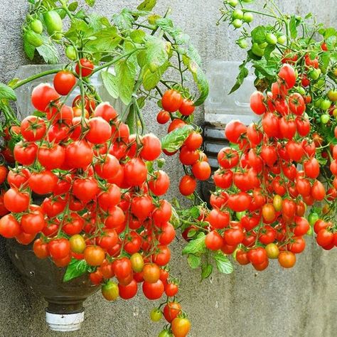 How to Grow Tomatoes on the Wall 🍅 | wall, tomato | How to Grow Tomatoes on the Wall 🍅 | By Great DIY Idea | Facebook Seed Harvesting, Diy Balcony Garden, How To Grow Tomatoes, Plants Tips, Raised Gardens, Tomato Vine, Foliar Spray, Diy Balcony, Plastic Jugs