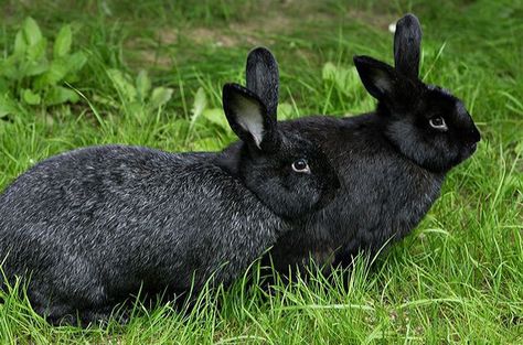 The Silver Fox Rabbit is known to be one of the rarest breeds in America. Silver Fox Rabbit, Raising Rabbits For Meat, Meat Rabbits, Raising Rabbits, Rabbit Breeds, Large Rabbits, Beautiful Rabbit, Holland Lop, Fox And Rabbit