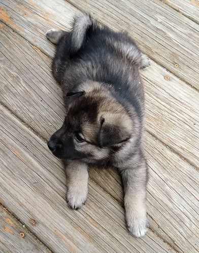 Norwegian Elkhound Puppy, Elkhound Puppies, Norwegian Elkhounds, American Akita Dog, Gray Dog, Norwegian Elkhound, Spitz Dogs, Cutee Animals, Akita Dog