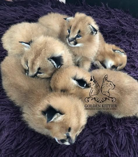 Baby Caracal, Floppa Caracal, Caracal Kittens, Big Floppa, Weird Cats, Caracal Cat, Jaguar Animal, Classic Halloween Costumes, Savannah Cat