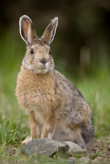 Snowshoe hare in summer phase, Denali National Park, Interior, Alaska. Hare Images, Wild Rabbits, Snowshoe Hare, Alaska Photos, Wild Hare, Summer Coat, American National Parks, Wild Rabbit, Summer Coats