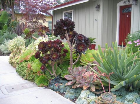 Succulent landscape - love the tall purple succulents-WOW they can get that big? For real?!???? Huge Succulents, Tall Succulents, Succulent Landscape, Succulent Outdoor, Succulent Garden Landscape, Succulent Ideas, Succulent Landscape Design, Flowering Succulents, Drought Tolerant Garden