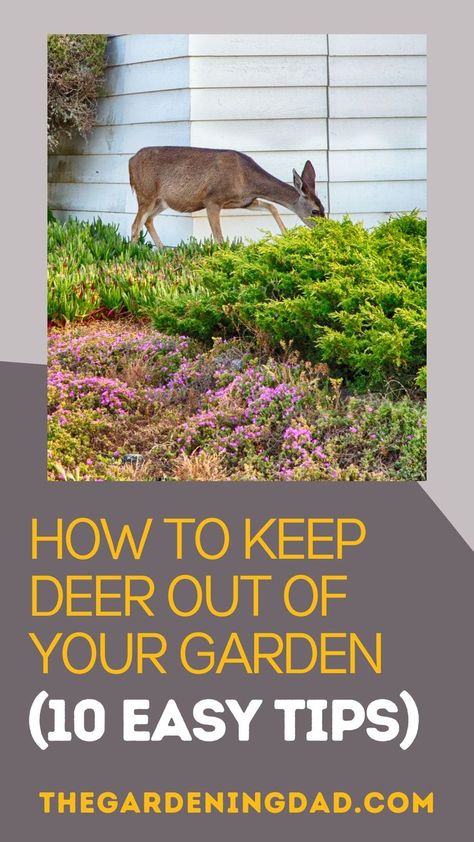 Find out How to Keep Deer Out of Your Garden for good with 10 EASY Tips! You'll even learn how to prevent deer from entering your yard with organic and animal-friendly tips. #gardenpests #thegardeningdad #garden Deer Proofing Raised Beds, How To Keep Deer Out Of Your Yard, Garden With Deer Fence, Creative Deer Fencing, How To Keep Animals Out Of Your Garden, Deer Proof Garden Fence Ideas, Deer Free Garden, Deer Proofing Your Garden, Keeping Deer Out Of Garden