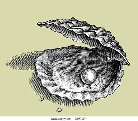 https://encrypted-tbn0.gstatic.com/images?q=tbn:ANd9GcQ7xQ9BWhaV-BG7cfIGtRGS9Pw6zZMhX-q3cQ&usqp=CAU Sea Shell Illustration Vintage, Oyster Scientific Illustration, Oyster Shell Tattoo Pearls, Oyster With Pearl Drawing, Pearl Shell Drawing, Oyster Tattoo Pearl, Oyster Pearl Tattoo, Shell With Pearl Tattoo, Joshua Tattoo