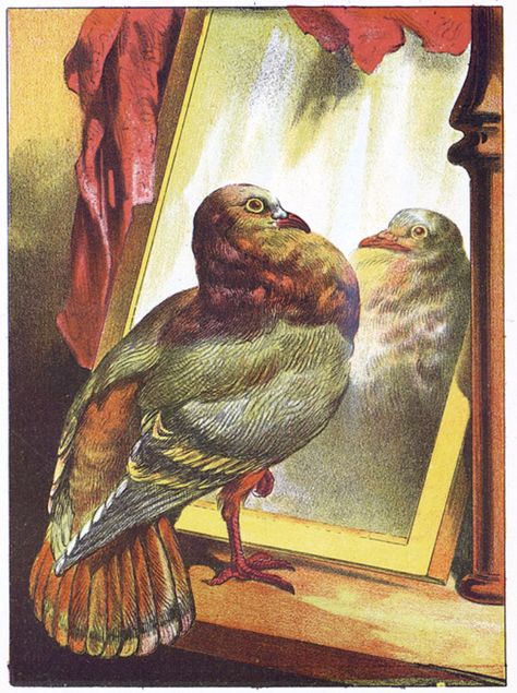 Pigeon looking in a mirror Free Vintage Antique Illustration Looking In Mirror Drawing, Pigeon Illustration, Looking In A Mirror, Mirror Drawing, Looking In Mirror, Mirror Illustration, Mirror Drawings, Mid Century Painting, Antique Illustration