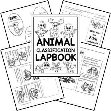 Animal Classification Anchor Chart, Animal Classification Project, Animal Classification For Kids, Animal Taxonomy, Animal Lapbook, Animal Classification Activity, Animal Reproduction, Animal Classification Worksheet, Classification Of Animals