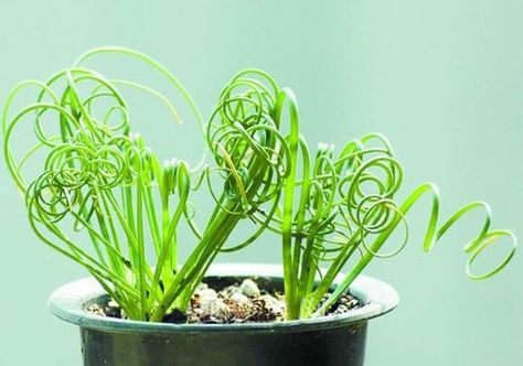 Curly Plants Spirals, Bulbous Plants, Succulent Seeds, The Spiral, Unusual Plants, Bonsai Plants, Grass Seed, Ornamental Plants, Diy Plants