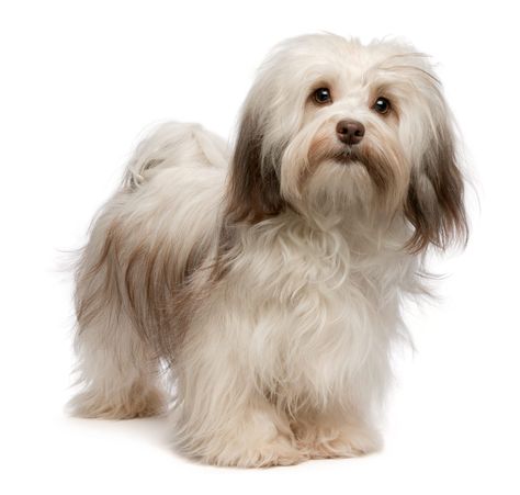 Havanese grooming mistakes can lead to messy coats and discomfort for the dog. In order to avoid these issues, it is important to brush your Havanese regularly, be gentle when handling their delicate fur, and never shave their coat too short. Additionally, using the wrong grooming products or techniques can… Havanese Haircuts, Havanese Breeders, Havanese Grooming, Dog Breeds That Dont Shed, Havanese Puppies For Sale, Bichon Havanais, Havanese Puppies, Havanese Dogs, Companion Dog