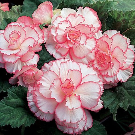 Tuberous Begonia, Bulb Flowers, In The Fall, Garden Planters, Petticoat, Autumn Summer, Planting, 9 And 10, Perennials