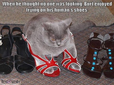 Does your cat like to try on your shoes? Crazy Cat Lady, 귀여운 동물, Cute Photos, Crazy Cats, Cat Pics, Cat Love, Cat Memes, Animal Pictures, Fur Babies