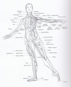 Basic anatomical diagram including bones and major muscle groups for dancers Ballet Notes, Dance Flexibility Stretches, Dancer Stretches, Ballet Positions, Body Outline, Belly Dancing Classes, Ballet Technique, Baby Ballet, Ballet Teacher