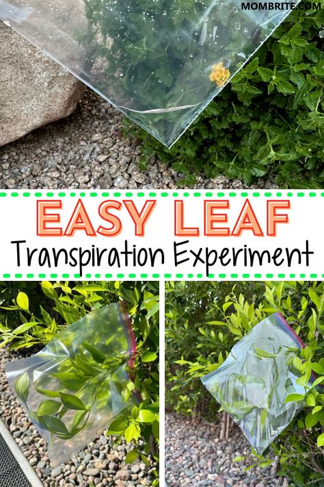 Preschoolers will be excited to explore and experiment with plants in a fun and educational way! This Leaf Transpiration experiment will help students understand the importance of water in a plant's lifecycle and will be an engaging and exciting experience for them! By exploring how water is pulled up through a leaf, they can gain an important understanding of how plants work and the environment around them. Plants Science Experiments, Botany Lessons, Science Activities For Toddlers, Plant Experiments, Elementary Science Experiments, Tree Stem, Water Experiments, Plant Activities, At Home Science Experiments