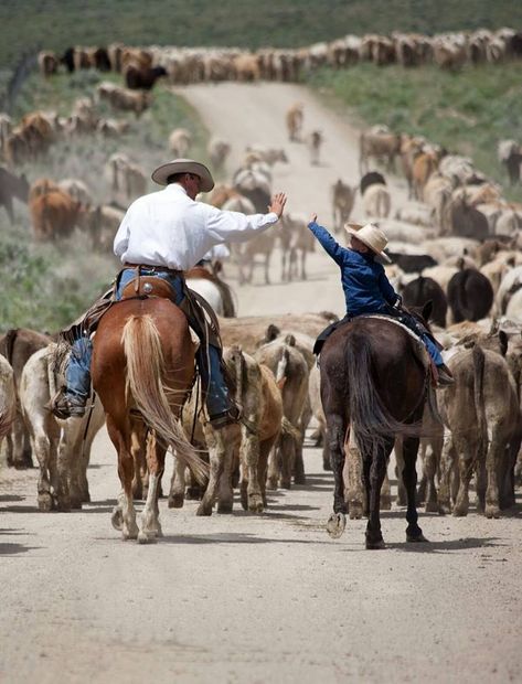 Arte Cowboy, Herding Cattle, Foto Cowgirl, Cowboy Quotes, Cattle Drive, Real Cowboys, Wilde Westen, Western Life, Little Cowboy