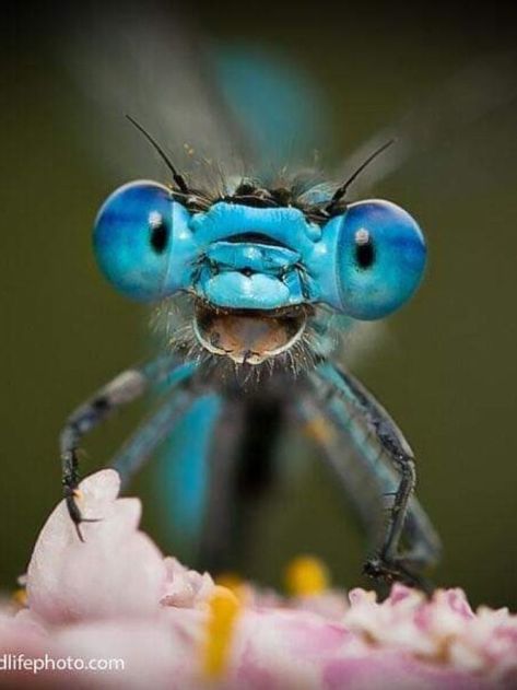 Humor brightens anything associated with it. It has become a bonding glue for photographers and photography / wildlife enthusiasts around the world. This amazing bond of people with nature strengthens the bond we share. With all these difficulties, the competition has received over 7000 votes for their 7th annual competition. This is one of them. Dragonfly Eyes, Dragonfly Artwork, Dragonfly Images, Dragonfly Drawing, Comedy Wildlife Photography, Dragonfly Photos, Dragonfly Insect, Insect Photography, Beautiful Bugs