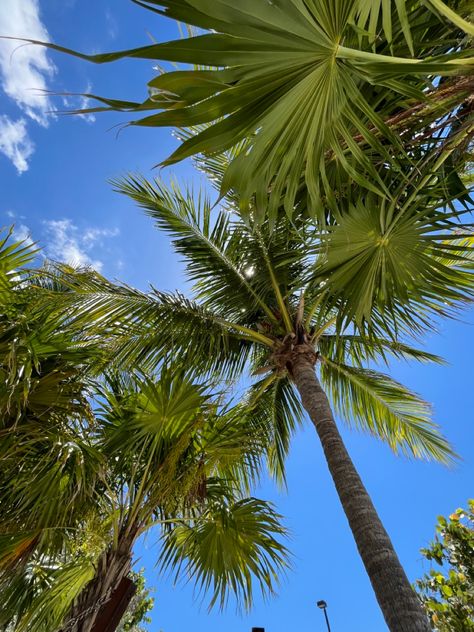 palm tree, sky, summer, florida, florida keys, aesthetic, wallpaper, tropical, beach Palm Tree Florida, West Palm Beach Florida Aesthetic, Palm Beach Florida Aesthetic, Aesthetic Wallpaper Tropical, Florida Keys Aesthetic, Beach Florida Aesthetic, Keys Aesthetic, Palm Tree Aesthetic, Summer Florida