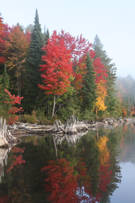 Fall colours in Algonquin Provincial Park. Canadian Forest Aesthetic, Canadian Autumn, Algonquin Provincial Park, Park Wallpaper, Canada Landscape, Canadian Forest, Ontario Parks, Forest Falls, Cabin Trip