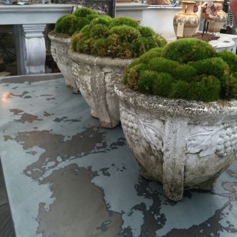 Concrete Urn Planter Ideas, Moss Concrete, Big Planters, Growing Moss, Garden Urns, Moss Garden, Concrete Pots, Garden Containers, Garden Landscape