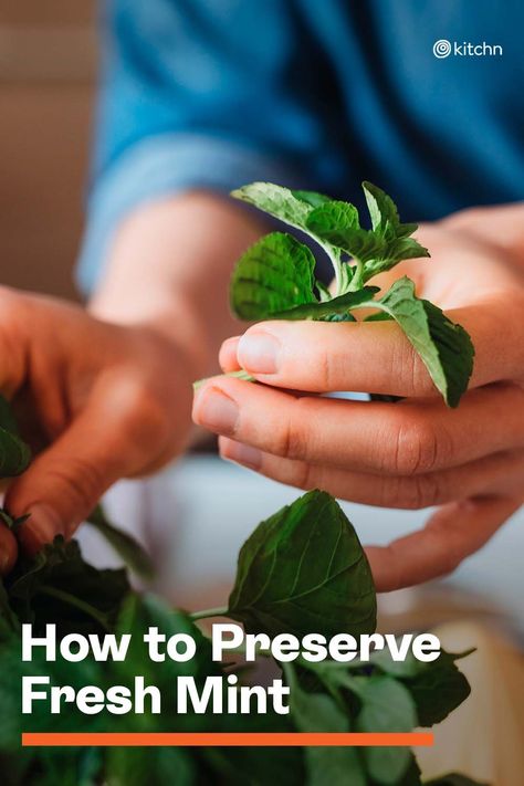 Storing Fresh Mint Leaves, Can You Freeze Mint Leaves, How To Use Fresh Mint Leaves, How To Keep Mint Fresh In Fridge, Storing Mint Leaves, How To Store Fresh Mint Leaves, What To Do With Fresh Mint Leaves, How To Keep Mint Leaves Fresh, How To Store Mint Leaves In Fridge