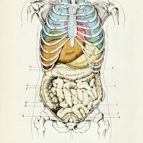 Illustration. Human rib cage over lungs, heart, other lower intestine. Human Organ Diagram, Intestines Anatomy, Human Rib Cage, Medical Drawings, Human Organ, Medical Wallpaper, Human Figure Drawing, Human Anatomy Art, Medical Anatomy