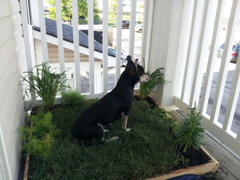 Balcony Dog Area, Ideas Para Casas, Apartment Dog, Backyard Dog Area, Dog Potty Area, Bacon Dog, Dog Corner, Dog Accesories, Apartment Dogs