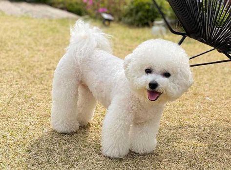 Bichon Frise Haircut Styles, Bijon Frise, Vegetable Diet, Cute Small Dogs, Dog Rocks, Group Of Dogs, Korean Dress, Little Puppies, Bichon Frise