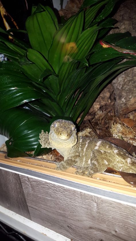 Leachie Gecko Enclosure, Leachie Gecko, Leachianus Gecko, Chahoua Geckos, Crestie Gecko, Gargoyle Gecko, African Fat Tailed Gecko, Cute Gecko, Baby Skunks