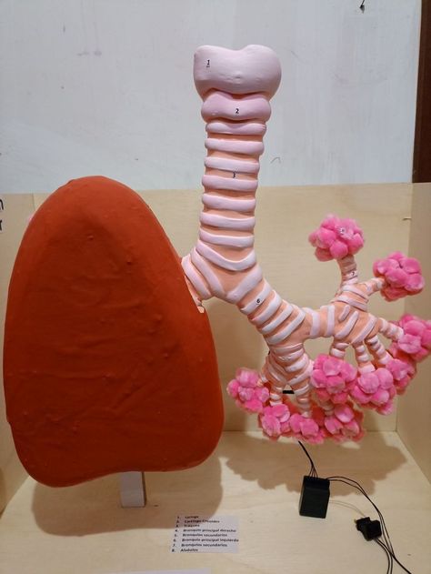 Lungs Model, Biology Science Fair Projects, Lung Model, Body Systems Project, Human Body Science Projects, Science Exhibition Ideas, Science Exhibition Projects, Human Respiratory System, Human Body Projects