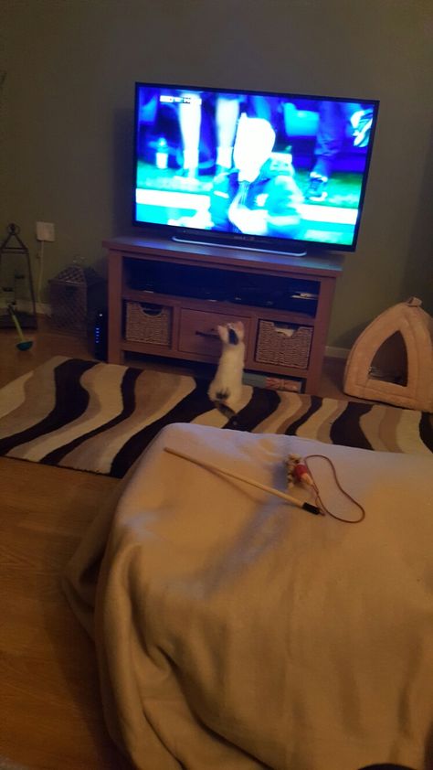 Football watching ! Watching Football On Tv, Loki Cat, Watching Football, Apple Gift Card, Cute Couples Cuddling, Photo Insta, Watch Football, Cat Boarding, Boyfriend Pictures