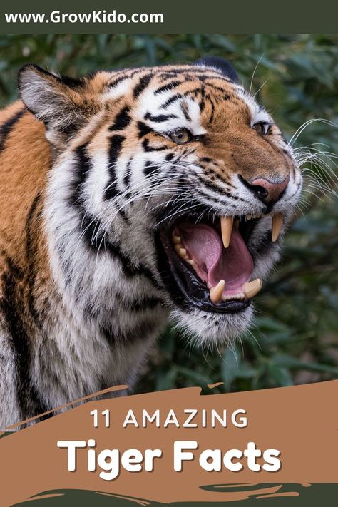 11 Interesting & fun facts about Tiger that will surely be going to surprise you. Tigers Fact- 5 is the most amazing one. Tiger Facts For Kids, Interesting Fun Facts, Tiger Facts, Tiger Kids, Facts For Kids, Big Cats, Facts About, Tigers, Fun Facts