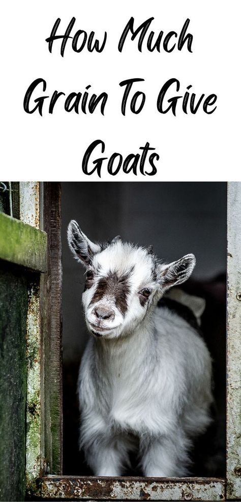 There is no magic number unfortunately. I wish I could give you the perfect answer but there really isn't a good way to start giving your goats grain except SLOWLY! Pygmy Goat Pen, Goat Breeds, Goat Playground, Goat Health, Pygmy Goats, Goat Pen, Mini Goats, Goat House, Feeding Goats