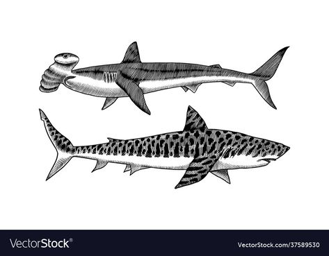 Tiger Shark Tattoo Design, Hammerhead Shark Tattoo Ideas, Hammerhead Shark Line Tattoo, Hammerhead Shark Tattoo Linework, Tiger Shark Tattoo, Shark Sketch Tattoo, Hammerhead Shark Line Art, Tiger Shark Illustration, Shark Illustration