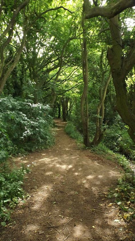 Forest Path, Pretty Landscapes, Green Nature, Alam Yang Indah, Nature Aesthetic, Pretty Places, Nature Pictures, Nature Photos, Mother Earth