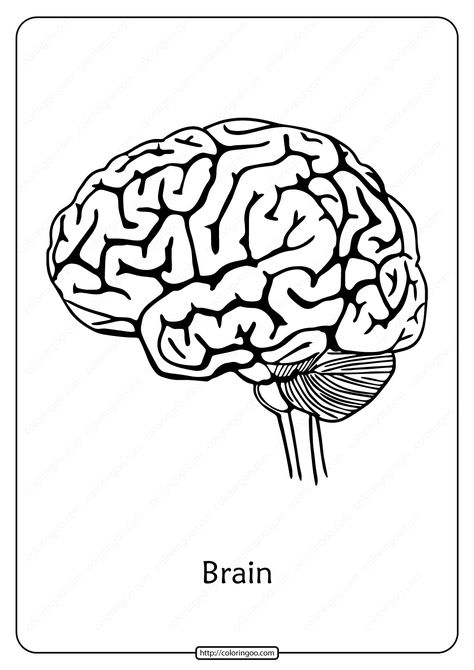 Biology is the natural science that studies life and living organisms, including their physical structure, chemical processes, molecular interactions, physiological mechanisms, development and evolution. #free #printable #science #biology #brain #outline #pdf #worksheet #drawing Brain Art Drawing, Brain Pictures, Illustration Outline, Brain Icon, Brain Drawing, Candy Drawing, Brain Tattoo, Brain Art, Coloring Pages Inspirational