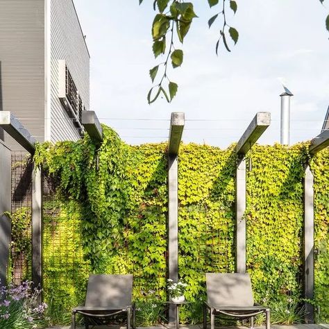 Ian Barker Gardens on Instagram: "A tranquil pool area hidden in Melbourne's inner-city suburbs 🏊 We designed a raised area to feature the swimming pool and built-in spa adjacent to the lawn. Nearby is a seating area sheltered by an open steel pergola for beautiful Boston Ivy to eventually creep across. A timber batten screen obscuring the pool equipment area houses a waterfall feature, spilling a stream of water into the pool. To see more of our Malvern East Birch project, head to the link in Batten Screen, Hidden Pool, Boston Ivy, Steel Pergola, Timber Battens, Waterfall Features, Pool Equipment, Inner City, Pool Area