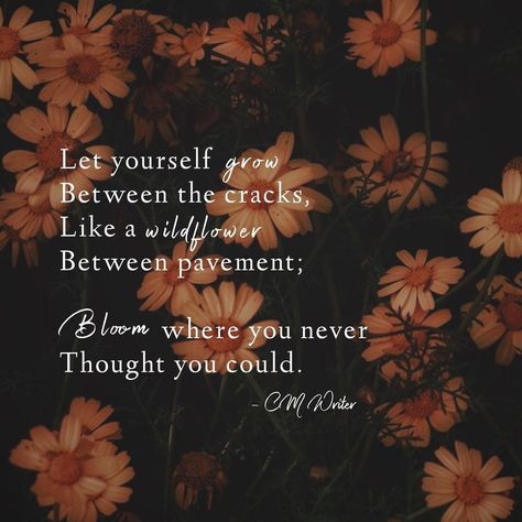 Cassandra Mackenzie Wood on Instagram: “Let yourself grow Between the cracks Like a wildflower Between pavement. Bloom where you never Thought you could. . . An oldie but a…” Wild Flower Quotes, Pastel Quotes, Compassion Quotes, Life Quotes Pictures, Prayers For Healing, Pep Talks, Aesthetic Words, Writing Quotes, Life Happens