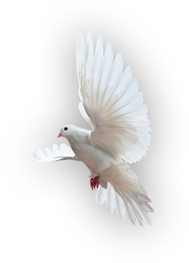 Holy Spirit Images, Adoration Catholic, Dove Png, Father Son And Holy Spirit, Dove Flying, Dove Images, Holy Spirit Dove, Glory Be, Dove Pictures