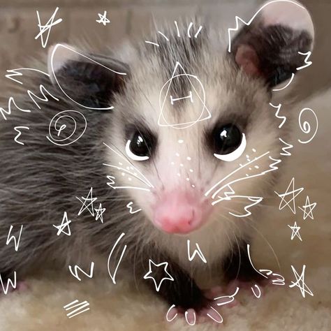 Opossum Pfp, Opossum Aesthetic, Therian Pfp, Therian Stuff, Cat Hacks, Phone Layout, Relatable Stuff, Cat Owner, Cute Aesthetic