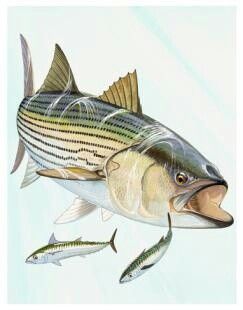 Striped bass Bass Fish Drawing, Bass Illustration, Guy Harvey Art, Striper Fish, Bass Art, Striper Fishing, Fish Drawing, Fish Artwork, Carpe Koi