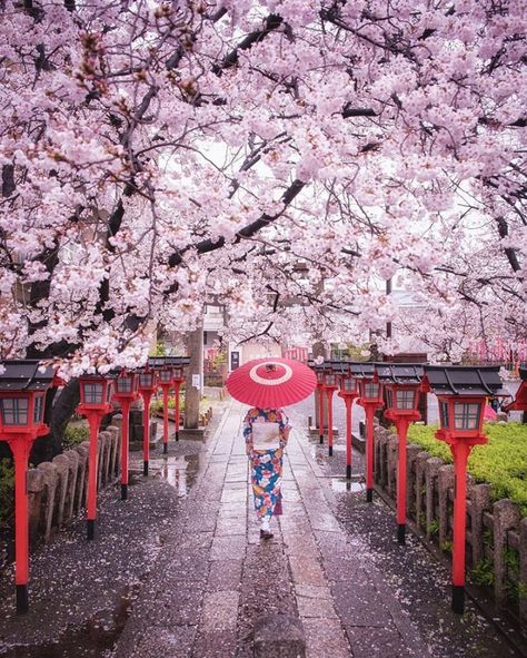 Spring In Japan, Nature Story, Cherry Blossom Japan, Monte Fuji, Tokyo Skytree, Japan Photography, Porto Rico, Japan Aesthetic, Aesthetic Japan