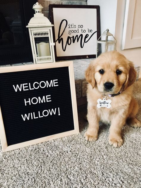 Puppy Welcome Home Pictures, Announcing New Puppy, New Puppy Letter Board, Oakley Photoshoot, New Puppy Photoshoot, Puppy Announcement Ideas, Puppy Picture Ideas, Welcome Home Puppy, Puppy Reveal