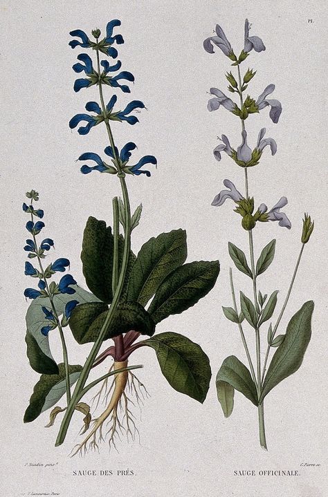 Sage (Salvia officinalis) and Meadow Sage (Salvia pratensis).  Coloured etching by C. Pierre (circa 1865) after P. Naudin. Salvia Pratensis, Meadow Sage, Flor Tattoo, Herb Art, Salvia Officinalis, Wellcome Collection, Sage Leaves, Nature Journal, Medicinal Plants