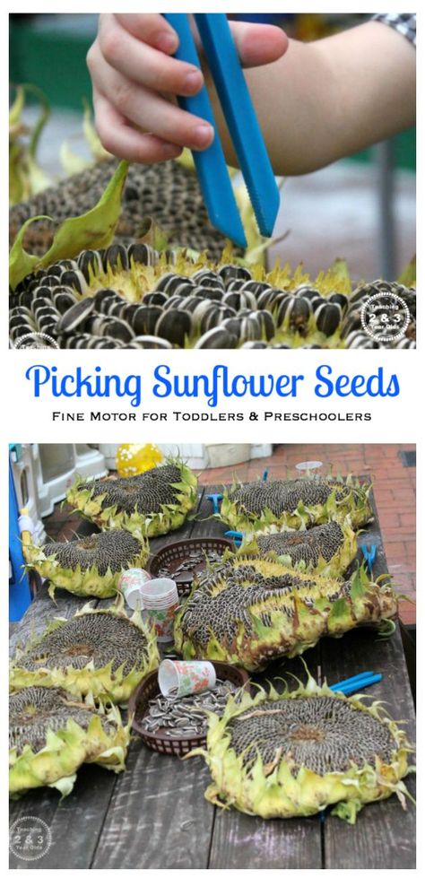 Preschool Family, Finger Gym, Preschool Fine Motor, Motor Skills Activities, Toddlers And Preschoolers, Preschool Science, Sunflower Art, Gross Motor Skills, Gross Motor