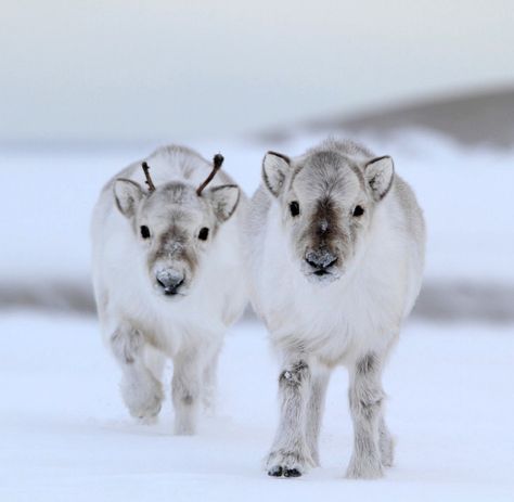 Two Svalbard reindeer calves (Rangifer tarandus platyrhynchus) found on the Svalbard archipelago of the Norwegian Arctic. (Photo by Randall Hyman, St. Louis-based photojournalist and writer 2013) Christmas Pets, Baby Reindeer, Christmas Cat, Amazing Animals, Sweet Animals, Animal Planet, Animal Photo, Christmas Animals, Animals Friends