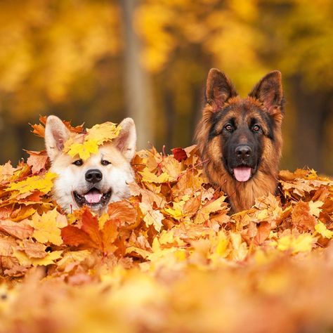 10 Things You Can Do With a Pile of Leaves Pile Of Leaves, Log Planter, Fall Backgrounds, Pet Services, Waterfalls Backyard, Fall Background, Wood Logs, Family Handyman, Wallpaper Designs