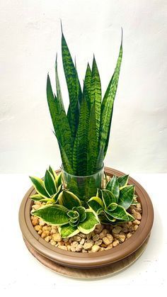 Tanaman Air, Ideas Garden Design, Dekoratívne Vence, Snake Plant Care, Panelling Hallway, Sansevieria Plant, Succulent Garden Design, نباتات منزلية, Snake Plants