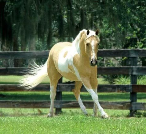 Palomino Tobiano Paint Yellow Horse, Queen Isabella, Wool And The Gang, Paint Horses, Palomino Horse, Eventing Horses, American Paint, Golden Painting, American Quarter Horse