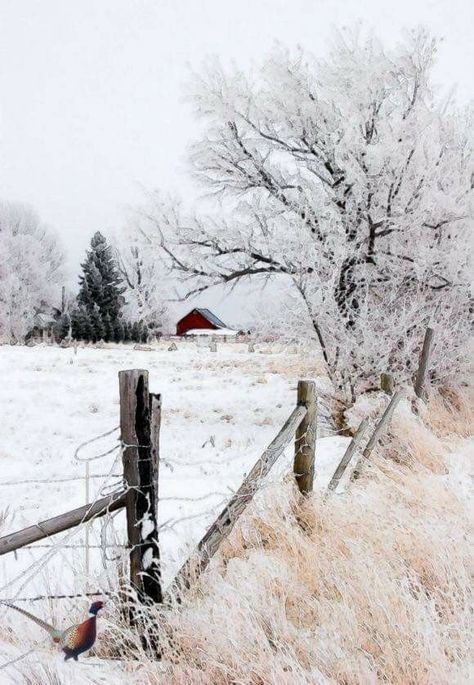 Snowy country scene... red barn in the distance, snow covered trees... old fence... Winter Szenen, Winter's Tale, I Love Winter, Winter Love, Airbrush Art, Winter Scenery, Winter Magic, Winter Beauty, Snowy Day